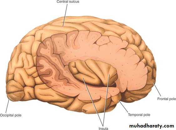 Anatomy