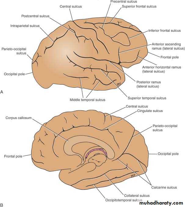 Anatomy