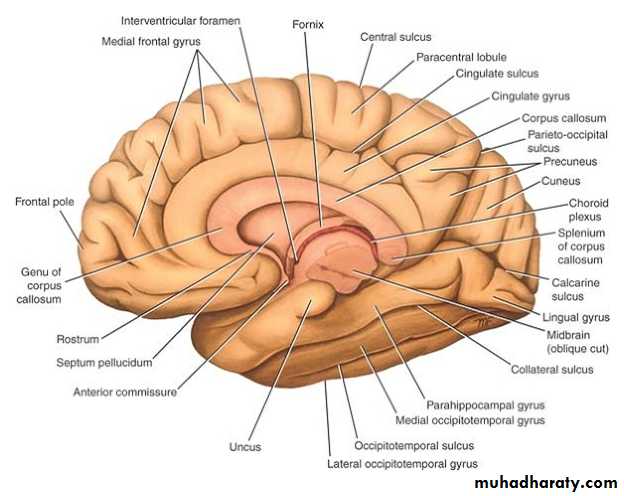 Anatomy