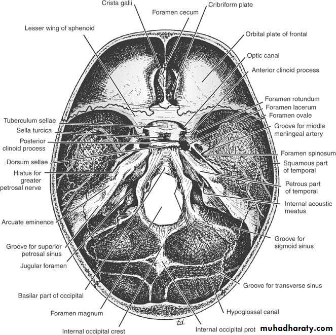 Anatomy