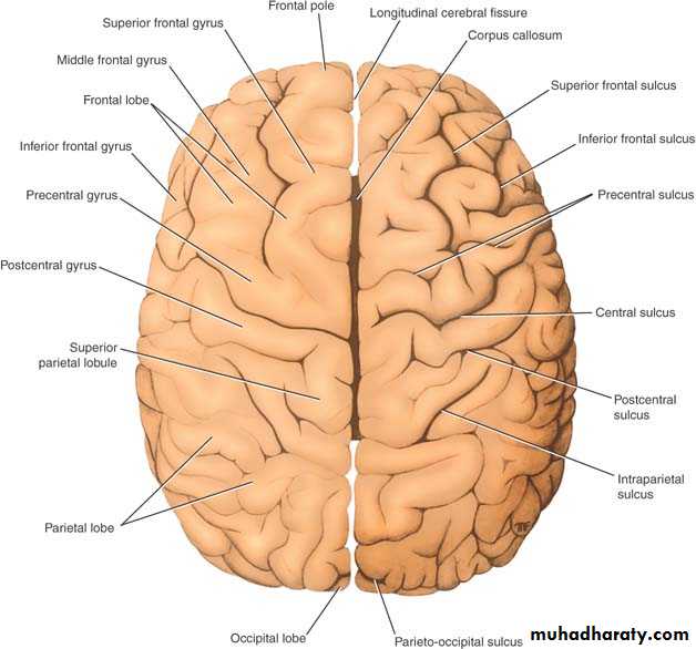 Anatomy