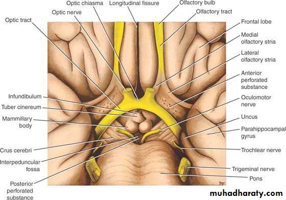 Anatomy