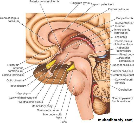 Anatomy
