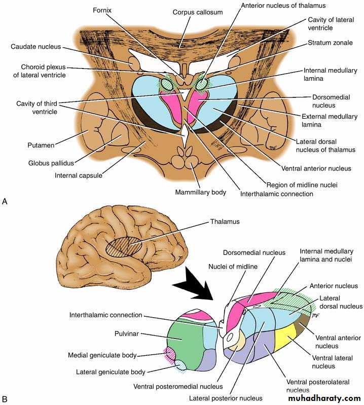 Anatomy