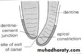Endodontics