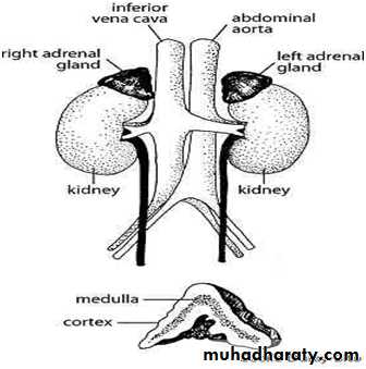 Endocrine