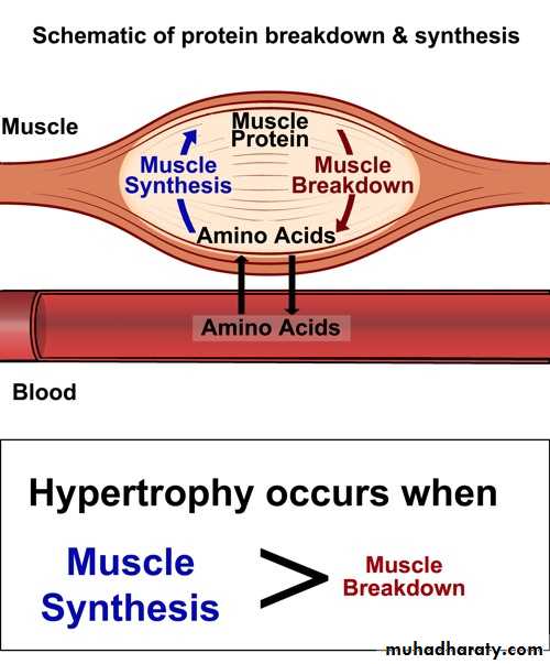 Endocrine