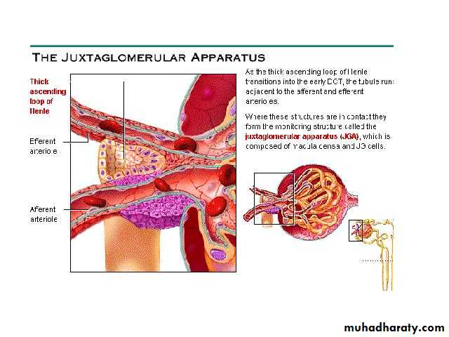 Urinary