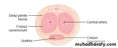 Reproductive