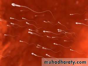 Reproductive