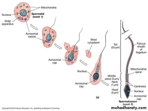 Reproductive