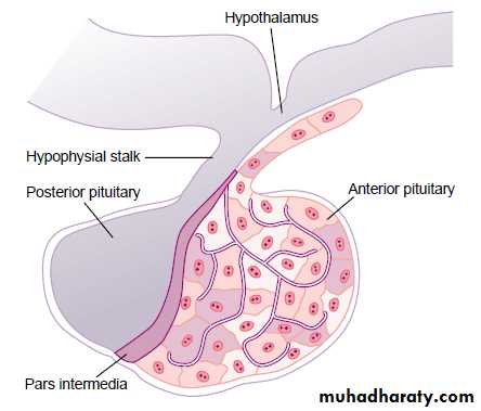 Reproductive