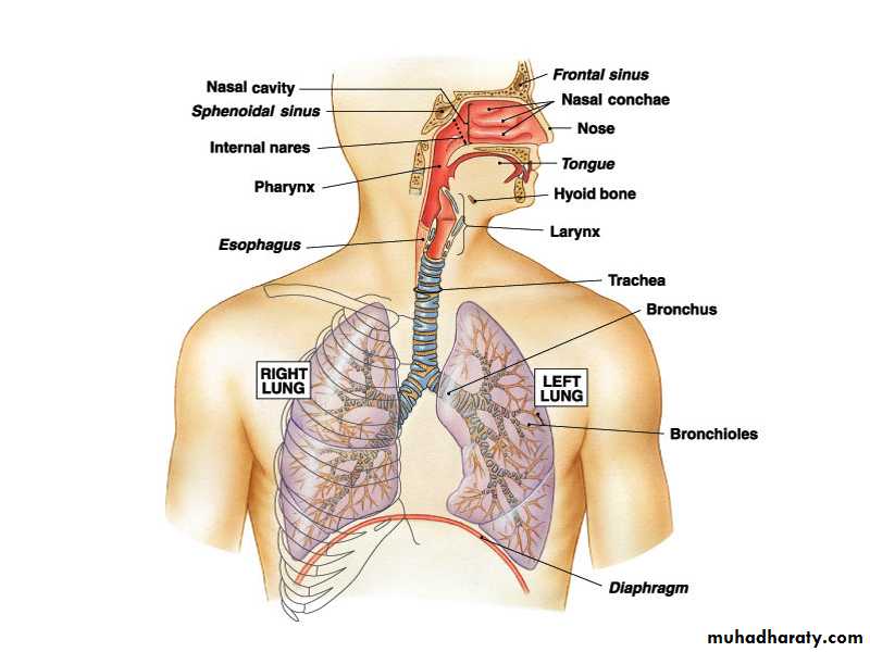 Respiratory