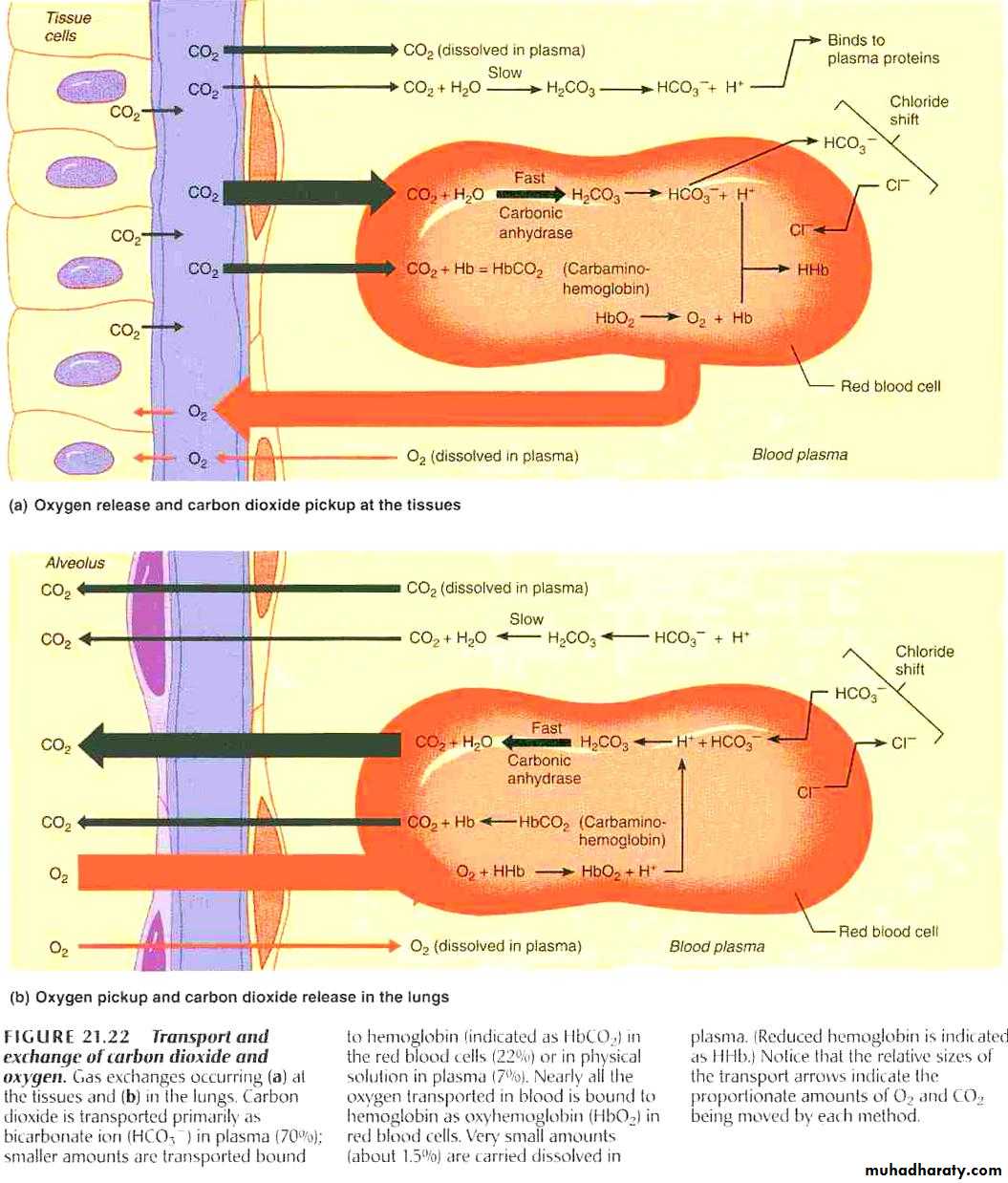 Respiratory