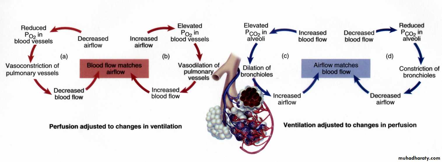 Respiratory