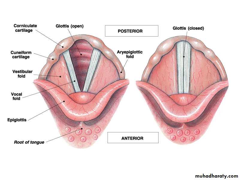 Respiratory