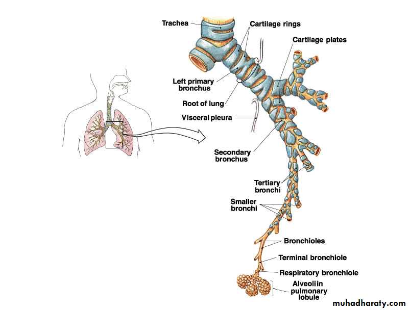 Respiratory