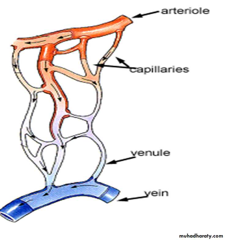 Circulatory system