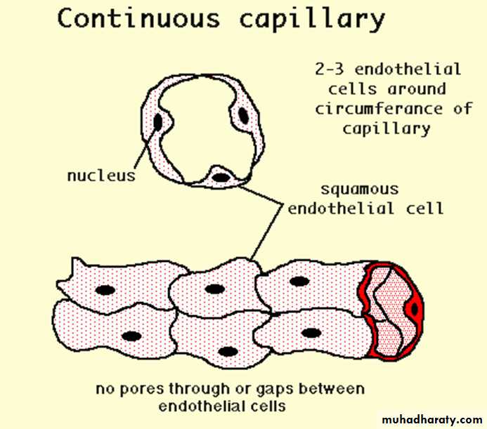 Circulatory system