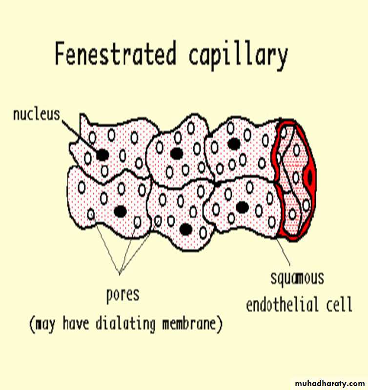 Circulatory system