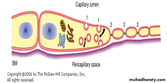 Circulatory system