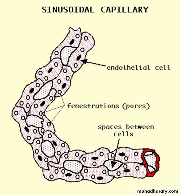 Circulatory system