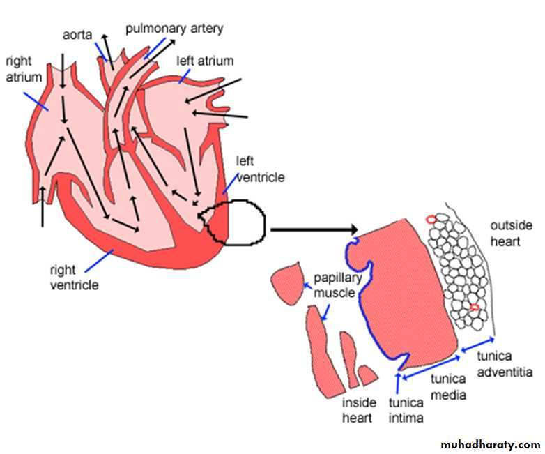 Circulatory system