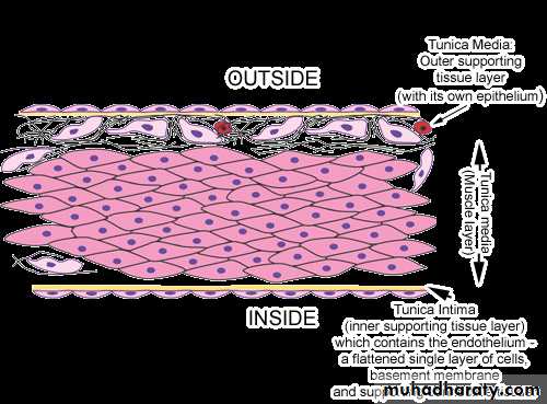 Circulatory system