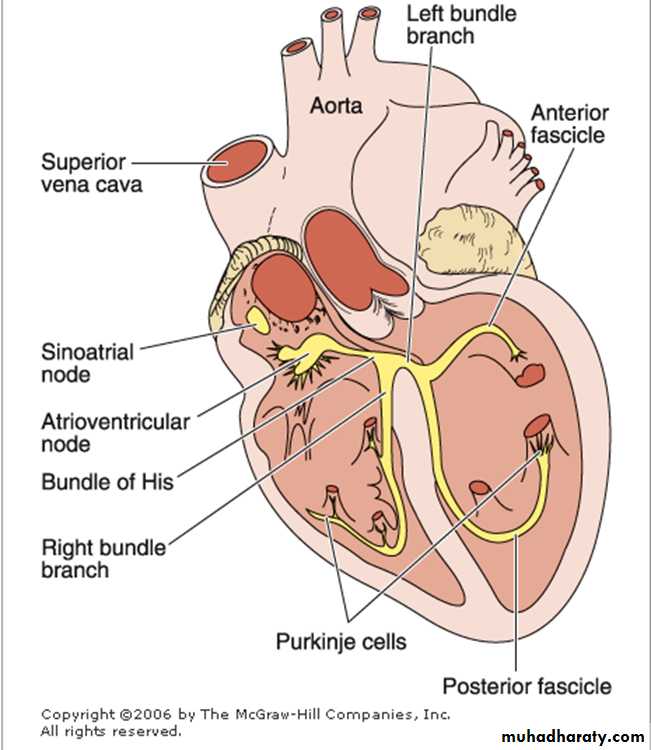 Circulatory system