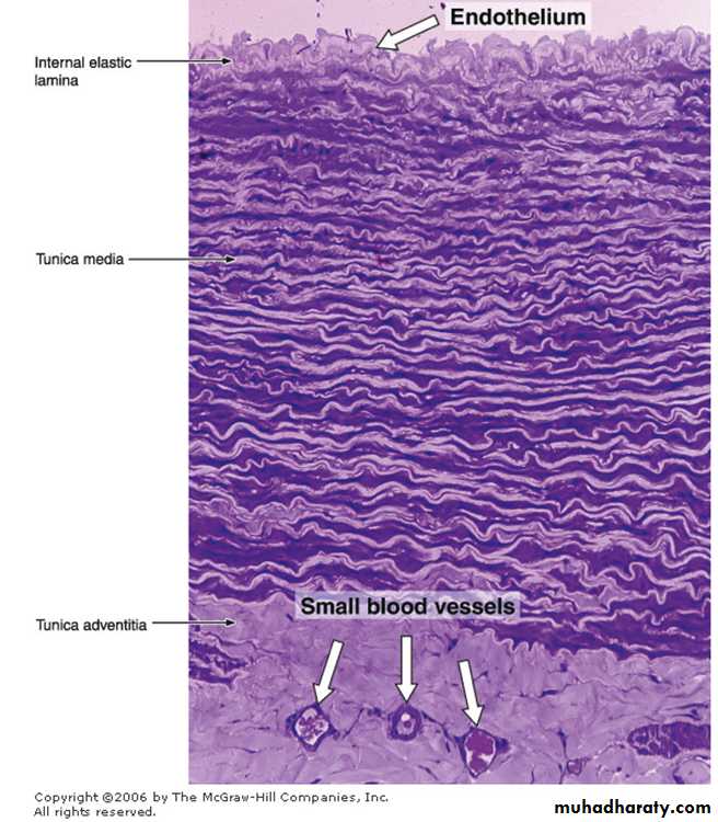 Circulatory system