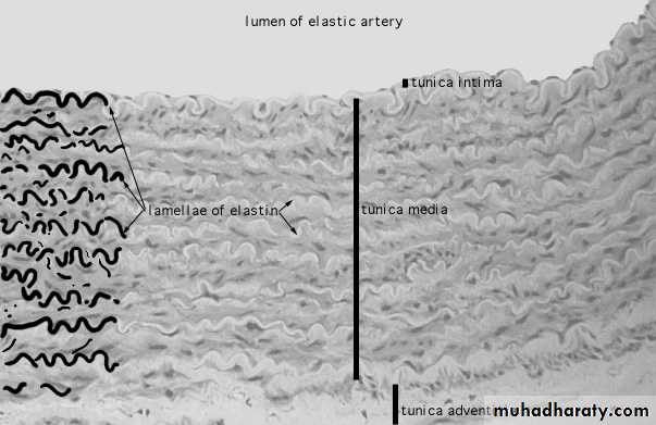 Circulatory system