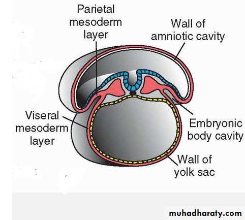 Body Cavities