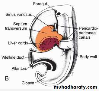 Body Cavities