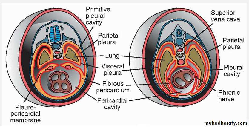 Body Cavities