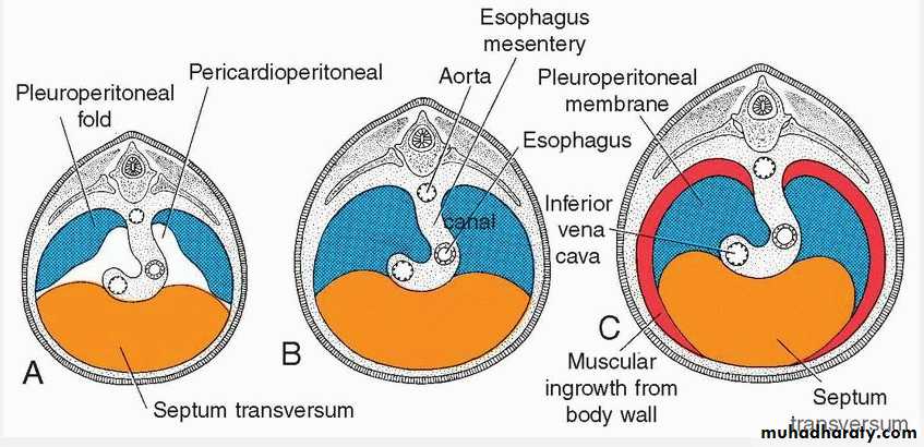 Body Cavities