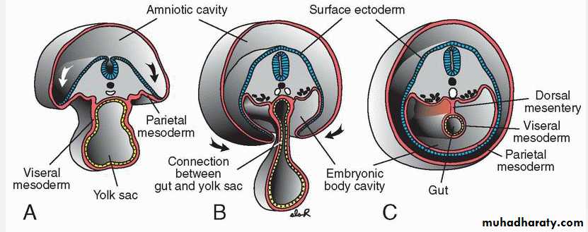 Body Cavities