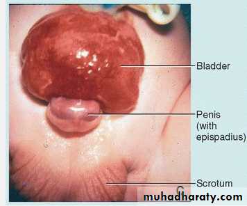 Body Cavities