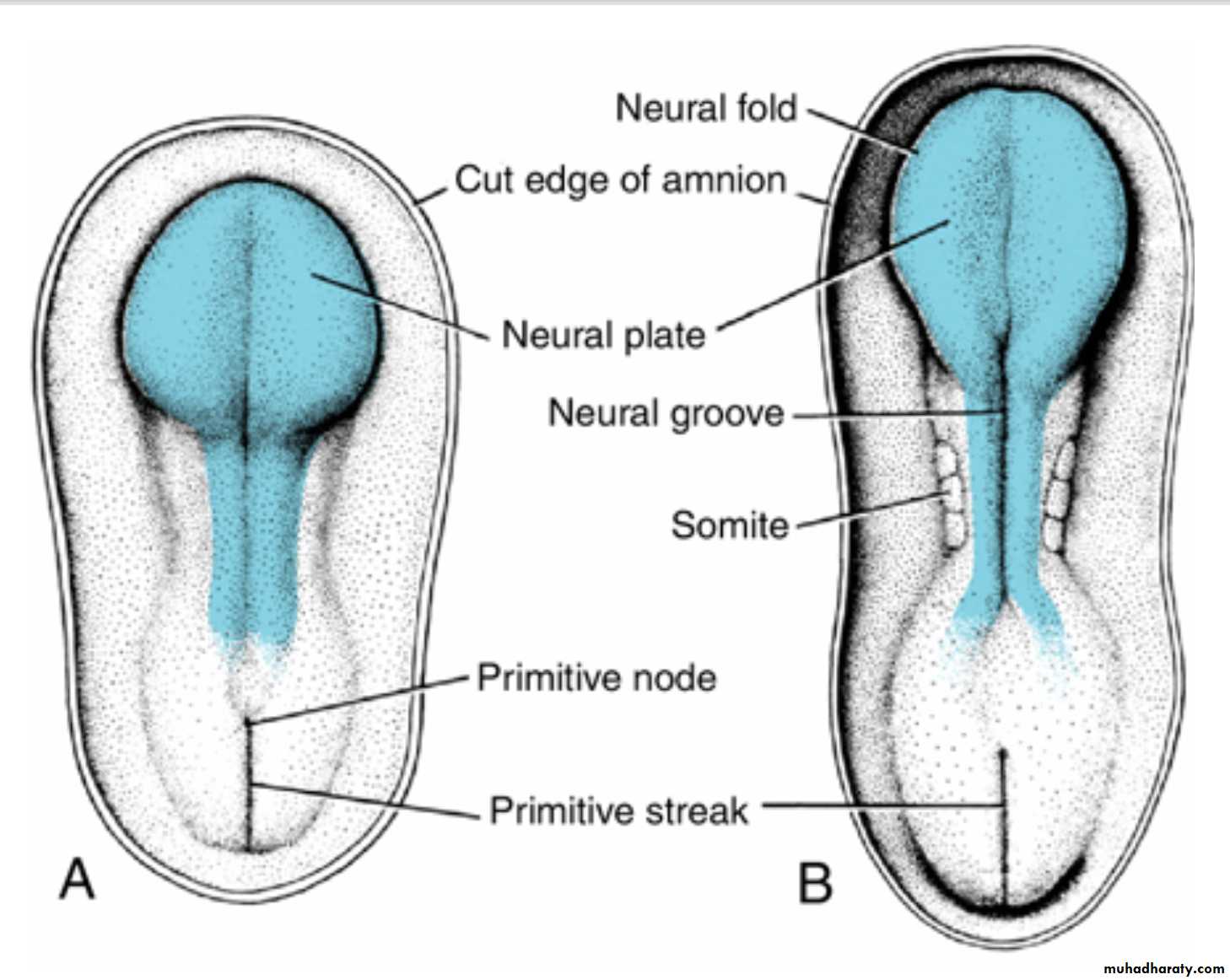 NeuroEmbryology