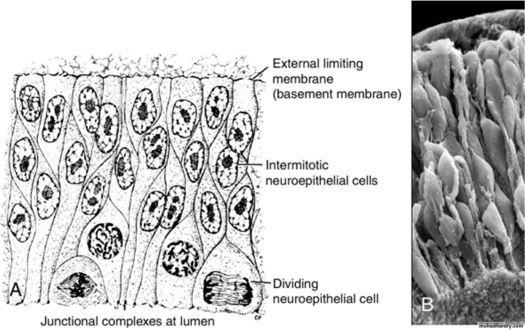 NeuroEmbryology