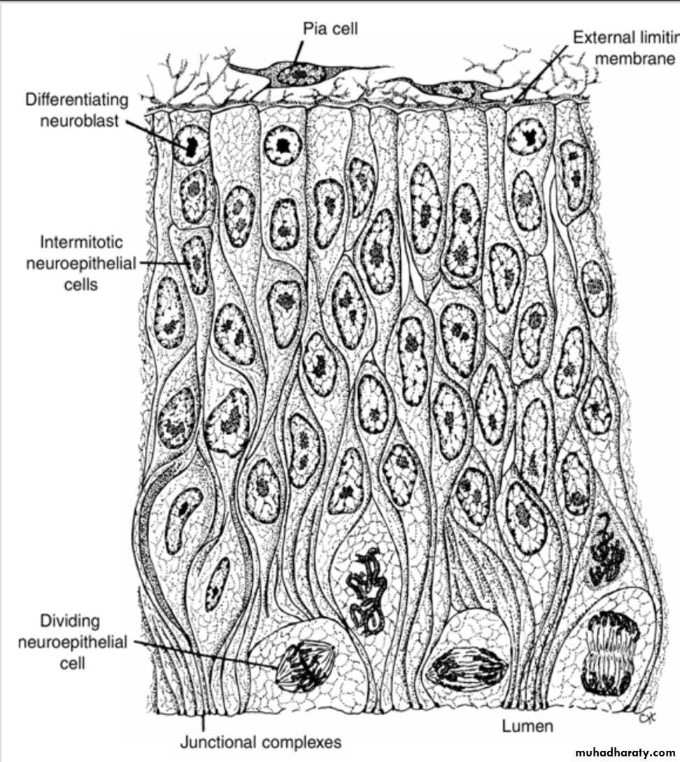 NeuroEmbryology