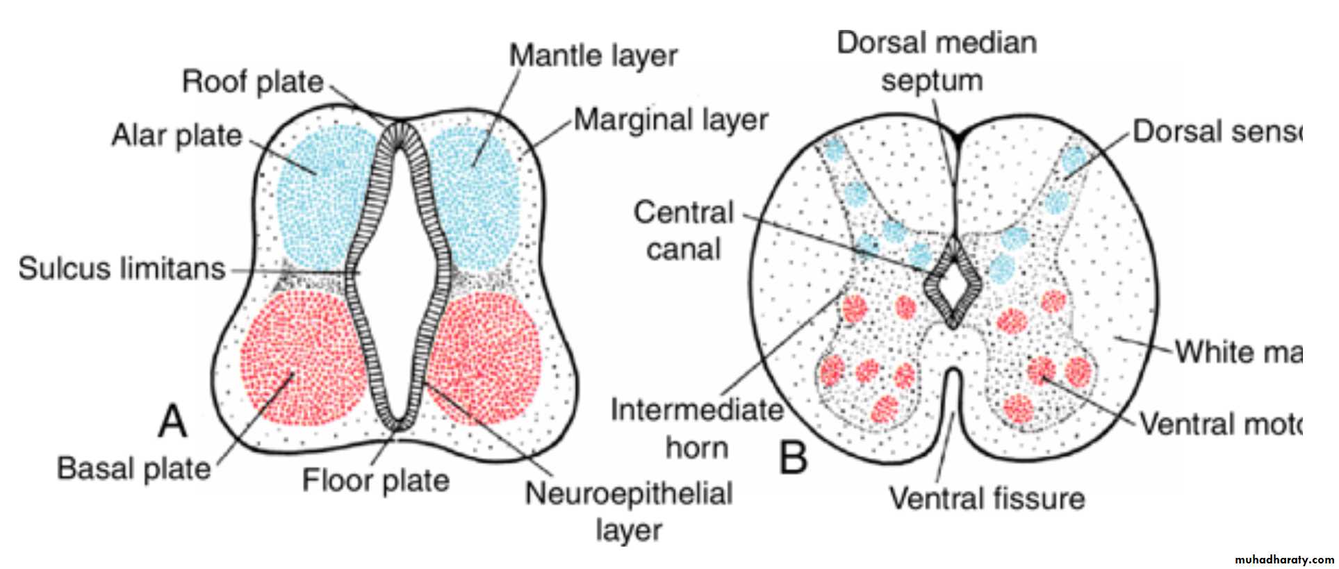NeuroEmbryology
