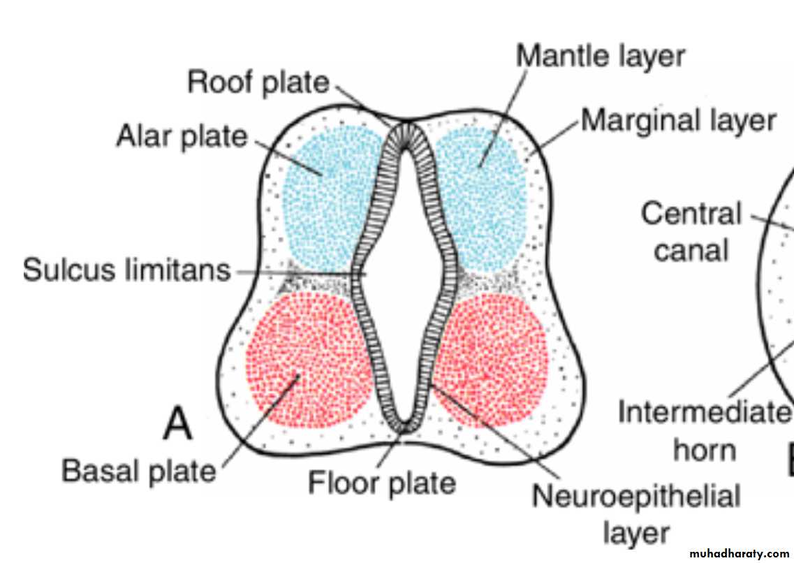 NeuroEmbryology