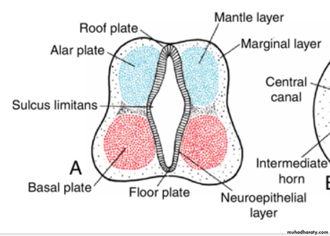 NeuroEmbryology