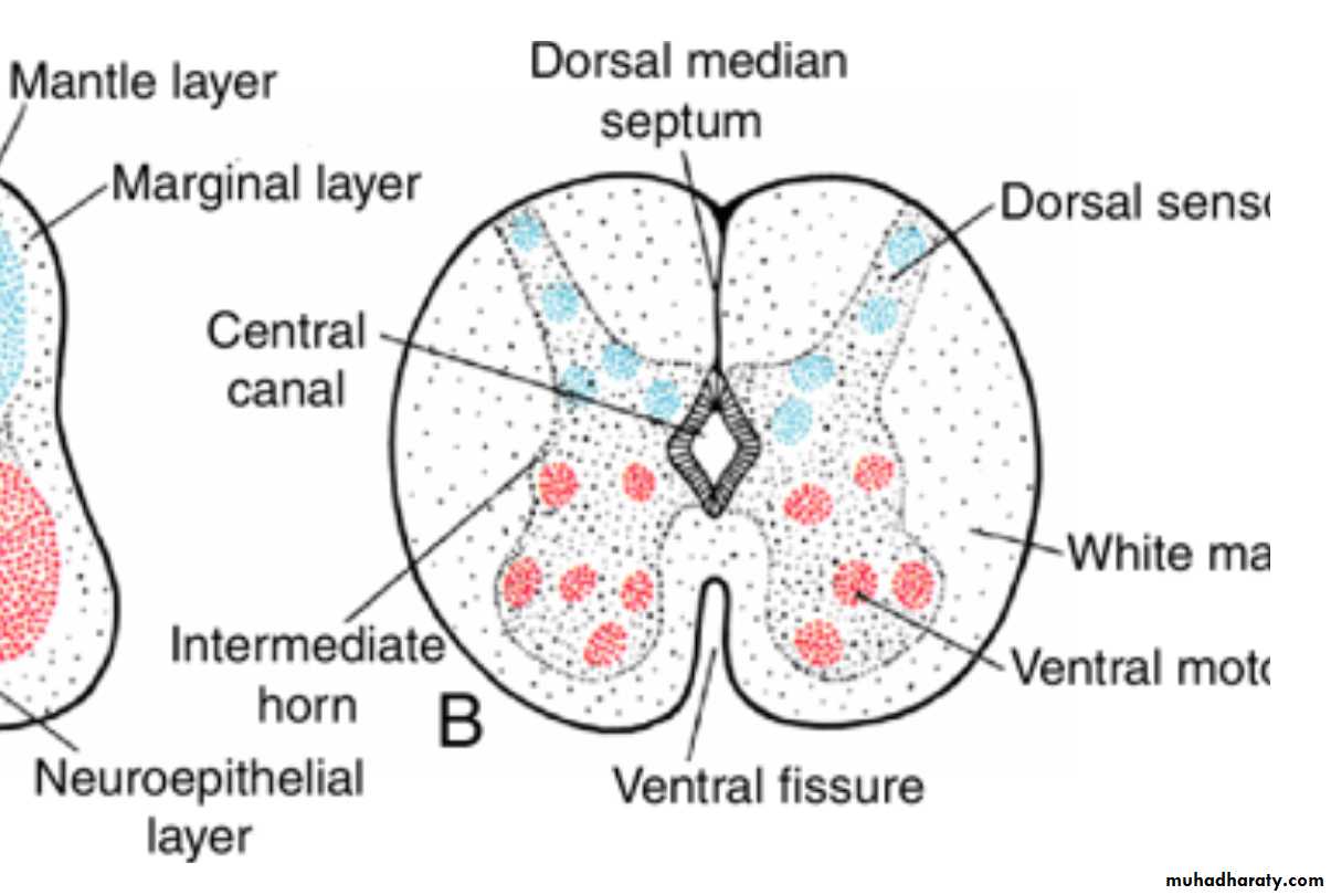 NeuroEmbryology