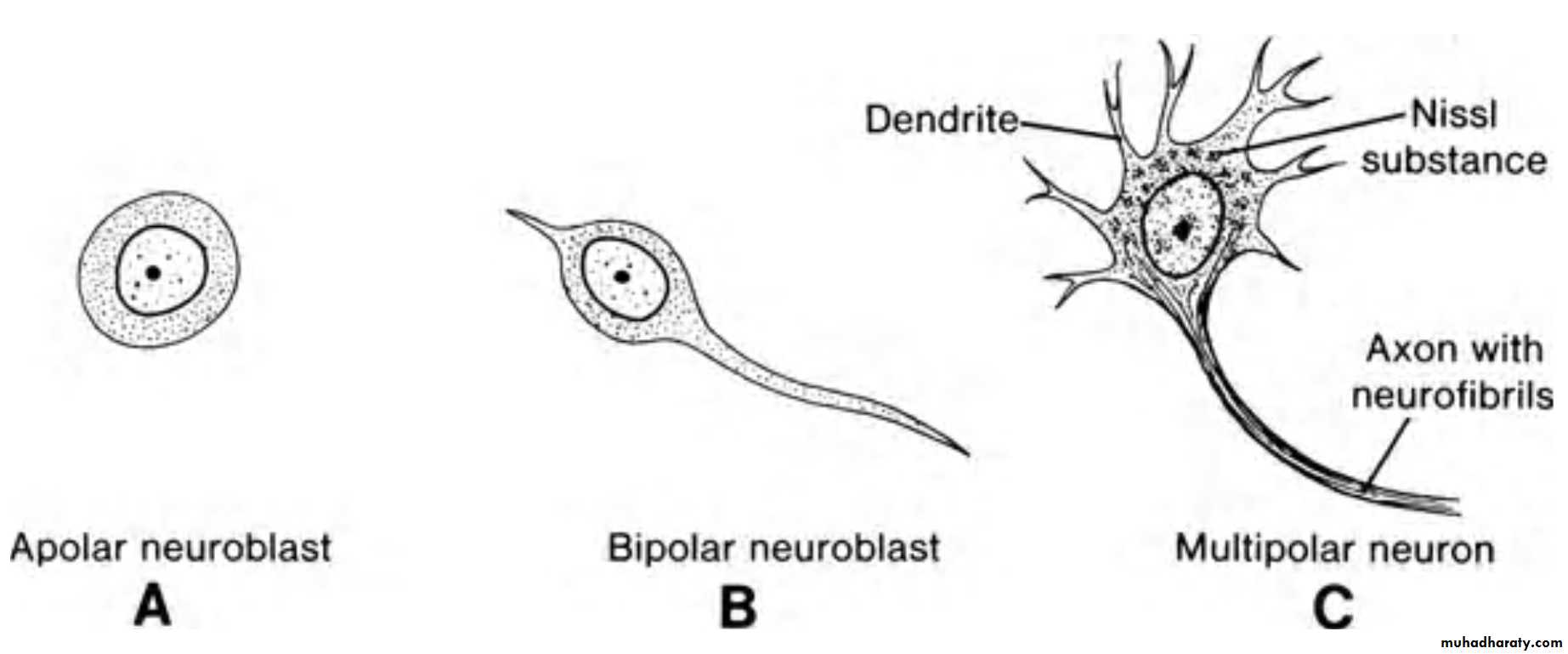 NeuroEmbryology