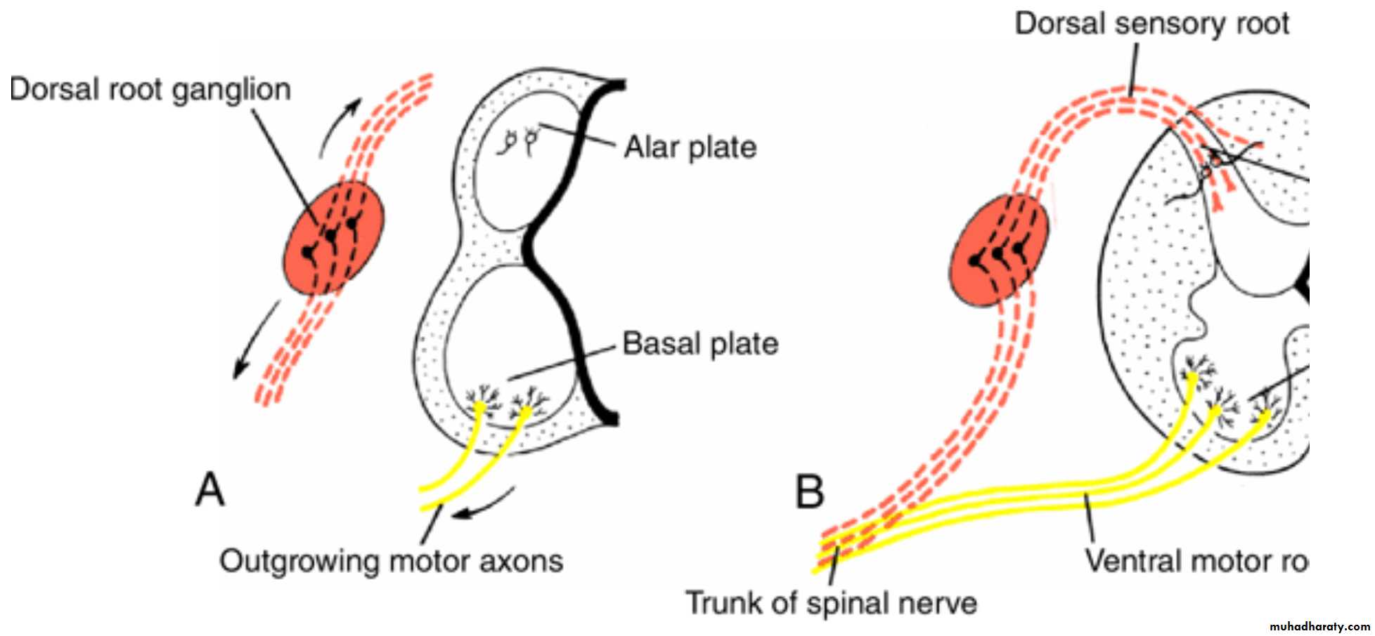 NeuroEmbryology