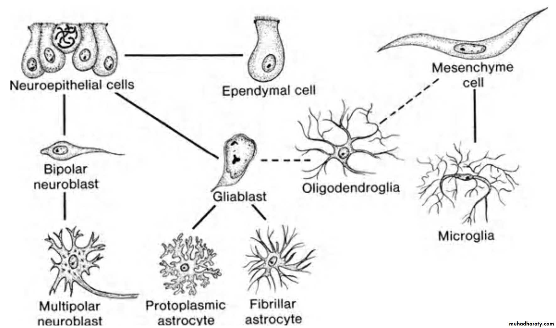 NeuroEmbryology