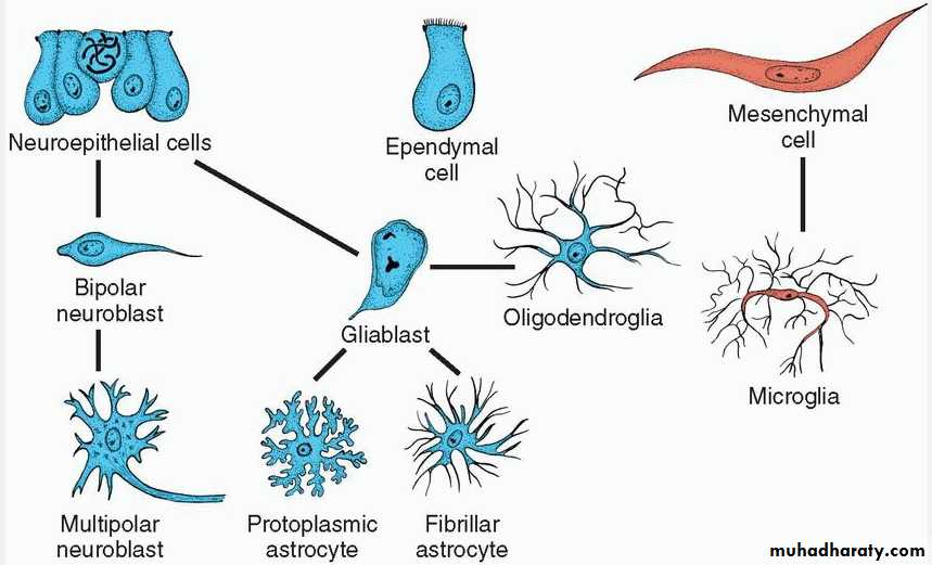 NeuroEmbryology