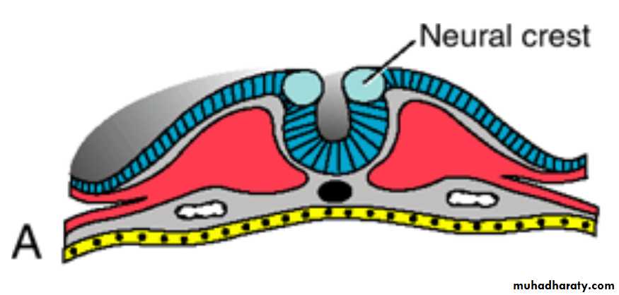 NeuroEmbryology