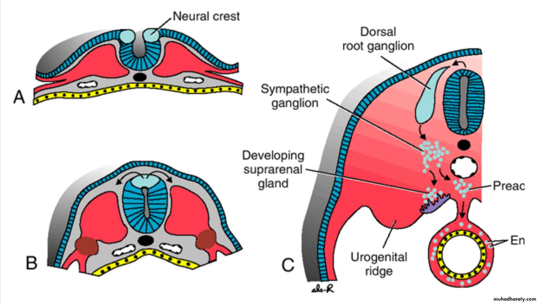 NeuroEmbryology